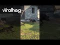 Puppies Chasing After Dad || ViralHog