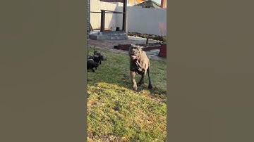 Puppies Chasing After Dad || ViralHog