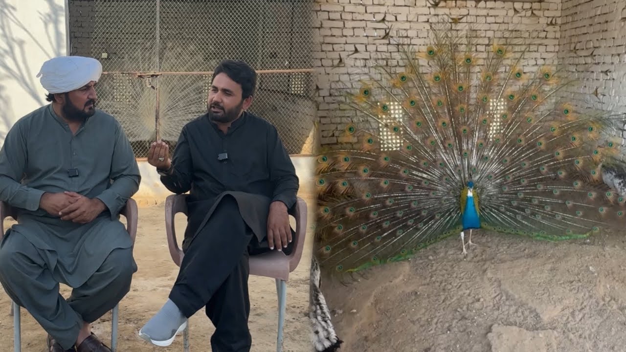 Surkhaab, tarki te moraan (Peacock) 🦚 da farm Chishtian | Anjum Saroya