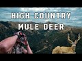 High country mule deer hunt  colorado mule deer hunt  velvet mule deer hunting