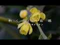 動く植物図鑑 VOL.4｜よーくのぞいて　ヒイラギナンテン　受粉の秘密