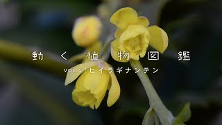 動く植物図鑑 VOL.4｜よーくのぞいて　ヒイラギナンテン　受粉の秘密