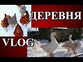 VLOG. А снег идёт, пою-кормлю, воспитываю. Всё смешалось: гуси, куры...