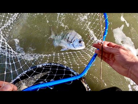 Setting Ex Commercial Longlines on a Surf Beach - 50 Hooks , Catch & Cook 