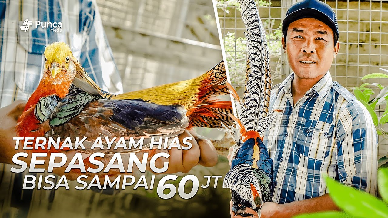Untung Besar Ternak Ayam Hias Berbulu Eksotis, Jualnya Mudah 1 Pasang Ayam Pheasant Capai 60 Juta!!