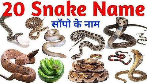 20 Snake 🐍 🐍 Names for Kids | Learn Snake Species in English with Pictures, Facts & Fun Sounds