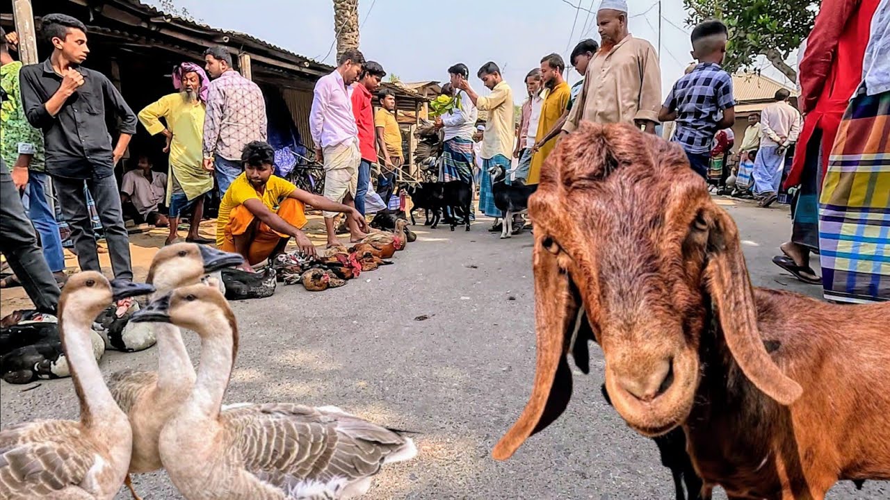 ৩'শ বছরের পুরনো ঐতিহ্যবাহী গ্রামীণ হাট লোহাই বাজার || 300 years old village market || Lohai Bazar