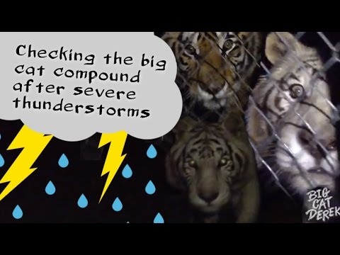 Checking the big cat compound after severe thunderstorms - YouTube