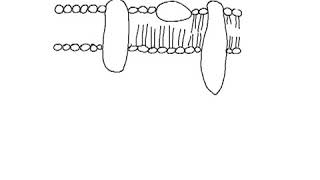 IB Biology 2 4 1  Drawing a plasma membrane