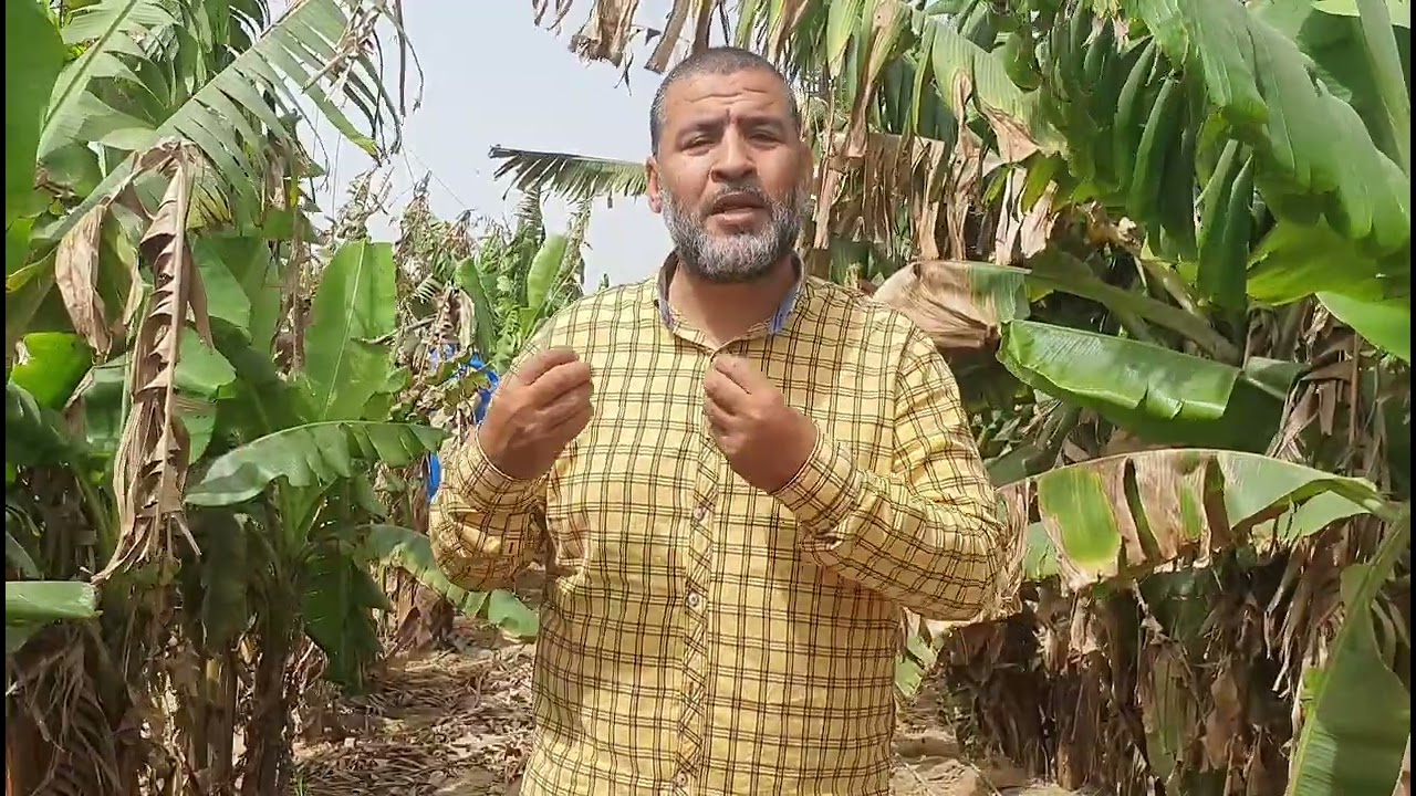 برنامج تسميد الموز فى شهر ابريل(٤)