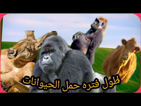 اطول فترة حمل عند الحيوانات بعضها يصل إلى سنتين