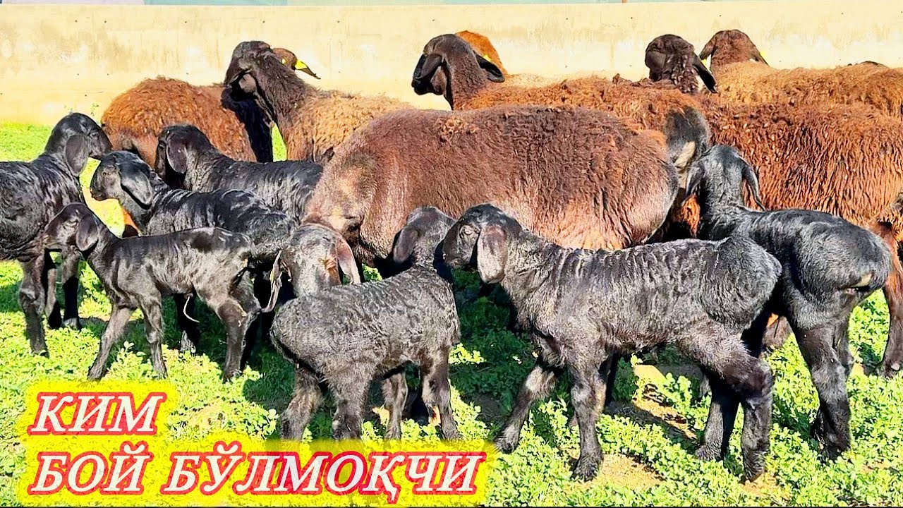 РИСҚИ ЎЗИ БИЛАН БАРАКАСИ СИЗ БИЛАН