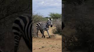 Cheetah Hunts Zebra But Mom Fights Back Brutally