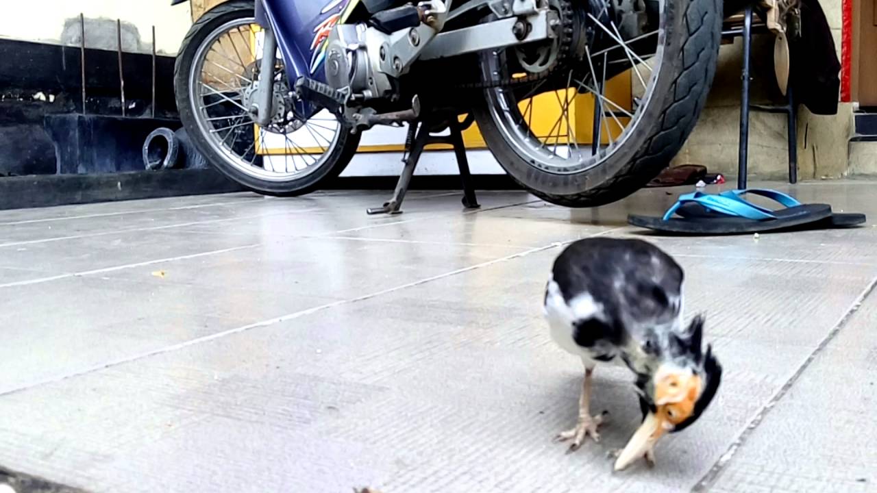 Jalak suren gacor  Doovi