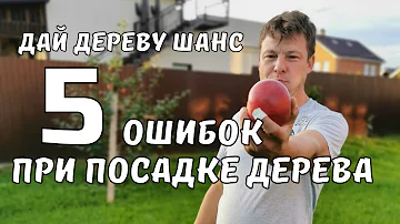 правильная посадка плодовых деревьев 5 ошибок при посадке деревьев и плодового сада