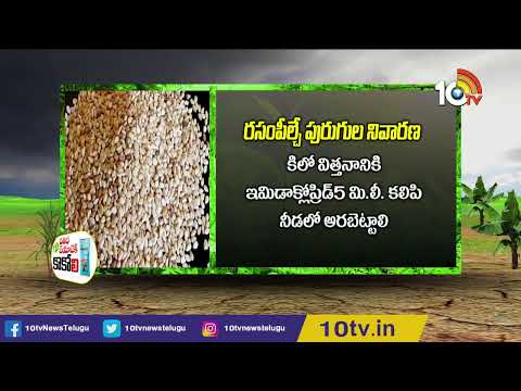 నువ్వుల సాగులో మేలైన యాజమాన్యం | Sesame Cultivation | Matti Manishi | 10TV