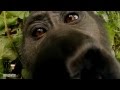 Kissed By A Wild Mountain Gorilla (Selfie)