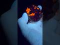 That glow hits my soul #sodalite #minerals #rocks #stone #rockhound