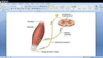 What is Golgi Tendon Organ (GTO) ? What's it's function ?