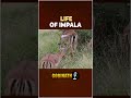 The Most Organized Social Club in the Savanna | How Impala Herds Survive | Vlog | Gobinath | #shorts