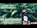 Trending plant hunt dumb canedieffenbachiacarepropagationindoorplants for free