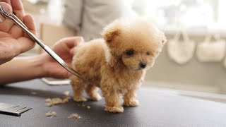 3 aylıkken ilk kez bakım yapan çok küçük bir köpek yavrusu (Toy Poodle)