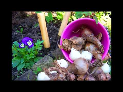 СПОСОБИ РОЗМНОЖЕННЯ ПРОЛІСКІВ У ДОМАШНІХ УМОВАХ #субтитры #subtitles #ukraine