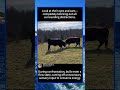 Look at their eyes and ears—completely blocking out all surrounding #foryou #fyp #animals #funny