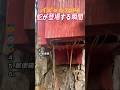 【総集編】蛇が登場する瞬間バズったTOP5🐍まさかの反応に鳥肌… #shorts