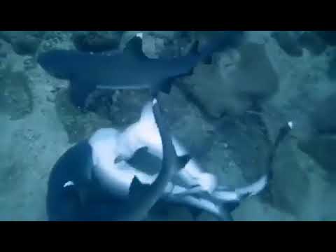 KÖPEK BALILARININ İLGİNÇ ÇİFTLEŞMESİ!! (KAVGA ETMİYORLAR) SHARK VİDEOS!!