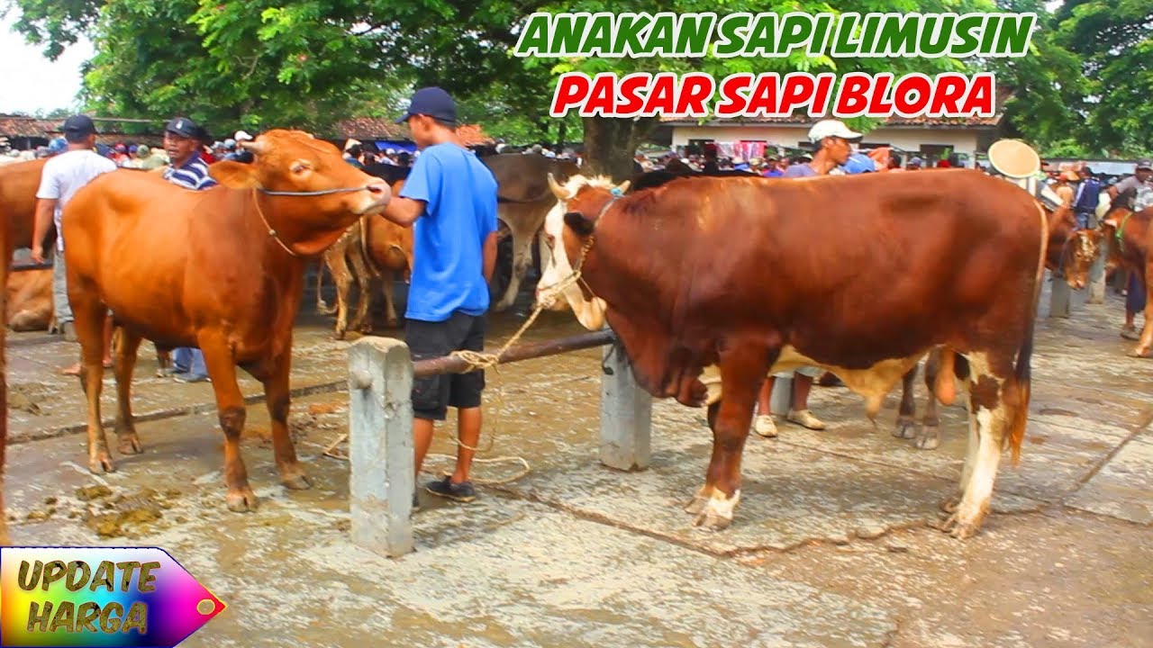 ANAK SAPI LIMUSIN - PASAR SAPI JAWA TENGAH BLORA - YouTube