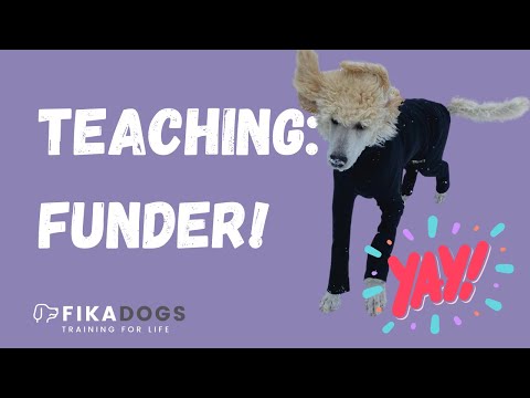 Teaching Funder with 2 different dogs