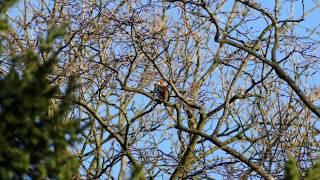 Appelvink - Nieuwe Ooster Begraafplaats, Amsterdam