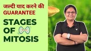 Stages of Mitosis Fun tricks Learn now Flash Learn