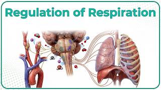 15. Regulation of Respiration 🫁⚡ | Neural & Chemical Control of Breathing | High-Yield USMLE Step 1