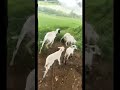 keluarga inces #domba #pertenakan #goat