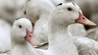 Grippe aviaire : la vaccination obligatoire a débuté dans une exploitation dans le Gers