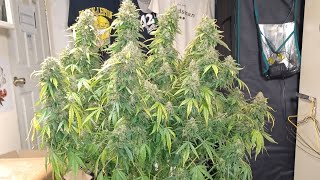Huge Alaskan Purple autoflower harvest from seedsman, Medic Grow Mini Sun-2 medical marijuana