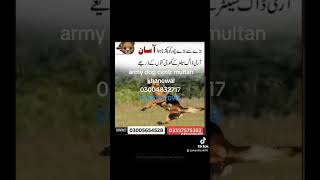army dog centre Gujranwala Gujarat Sialkot narwal#03004832717#khogi dog center