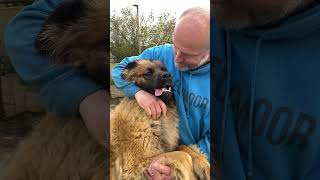 So much love  #dog #giantbreed #leonberger #viral #love