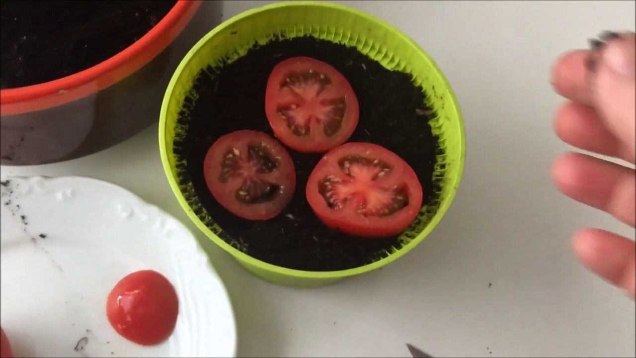 Tomatenpflanzen aus einer ganzen reifen Tomate ziehen, Tomaten im Topf