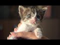 Blind And Sick Kitten Cries For Help 😭 But People Ignore Her - Episode 2 | Eyes Wide Open