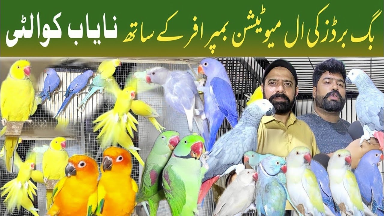 Sufyan Rana Birds Aviary | ringneck farming in pakistan