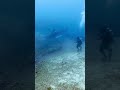 Tiger shark turns on diver