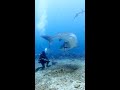 Tiger shark turns on diver