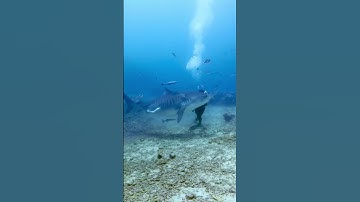 Tiger shark turns on diver