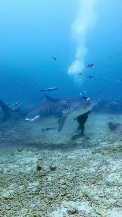 Tiger shark turns on diver