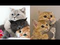 Cute Cat 🐱 videos to keep you smiling - Adorable baby cats compilation