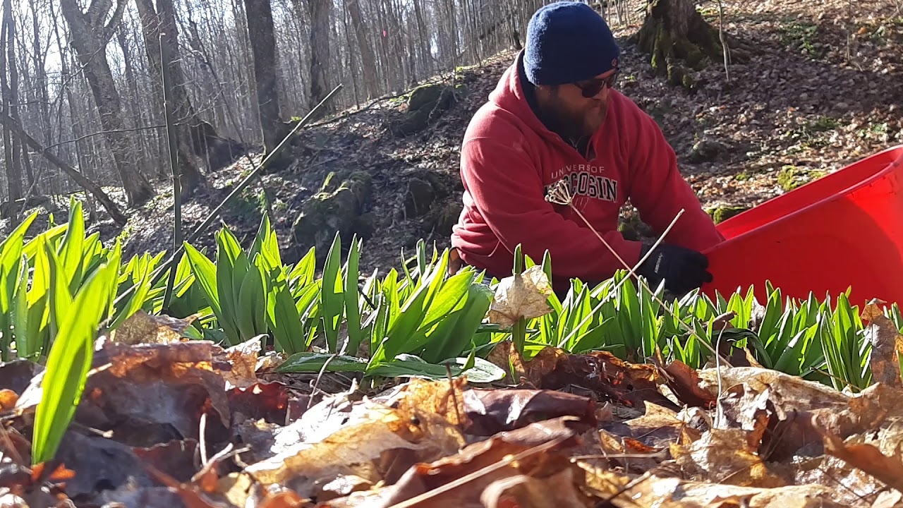 Harvesting wild leeks YouTube