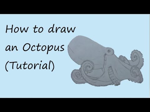 How to draw an Octopus - YouTube